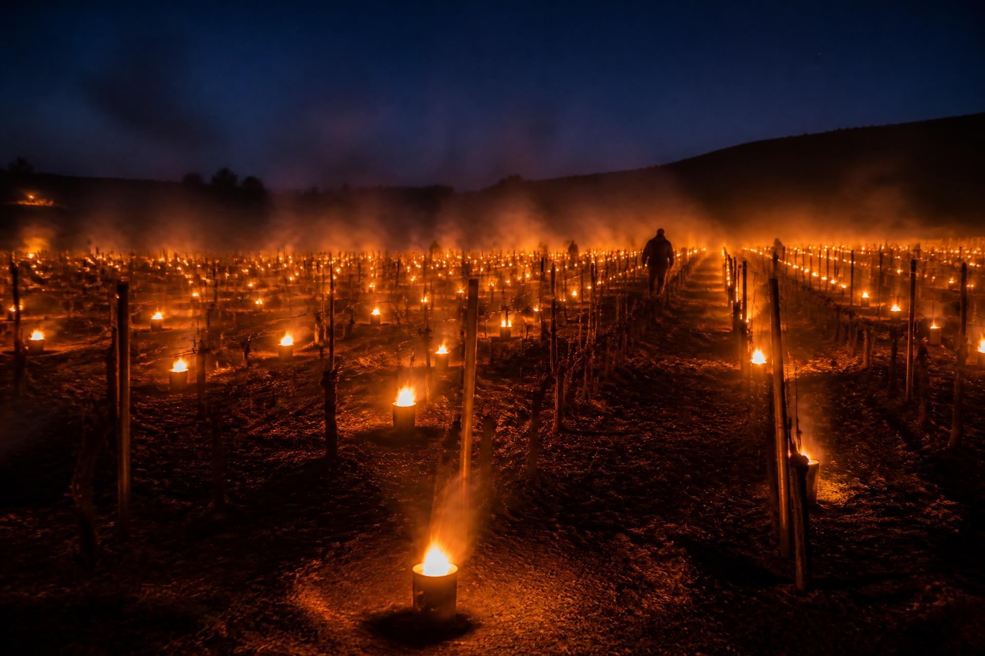 Frost candles glowing in the vineyard at night.